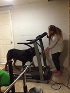Sherry making good use of the treadmill by exercising Lennox on a rainy day.