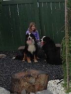 Bernese Mountain dogs are great companions