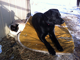 Kim's dog (ex cat chaser) taking in the sun with our cat