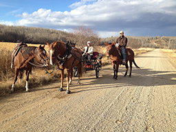 A great way to exercise a number of horse together while the owner rides his mule before taking him home