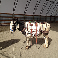 Donkey learning to pack