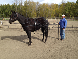 Ground driving Lena