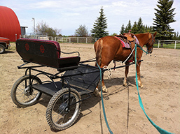 Snicker's first run with the cart